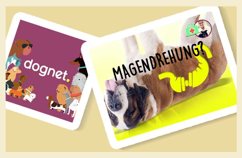 Horrorvorstellung- Die Magendrehung beim Hund